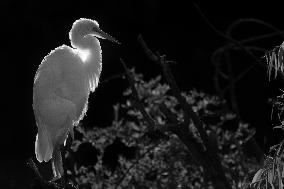 Great Egret