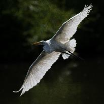 Great Egret