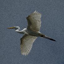 Great Egret