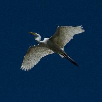 Great Egret