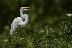 Great Egret