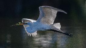 Great Egret