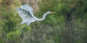 Great Egret