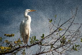 Great Egret