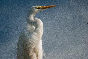 Great Egret