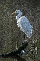 Great Egret