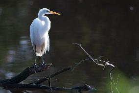 Great Egret