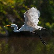 Great Egret