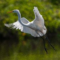 Great Egret