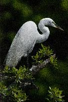 Great Egret