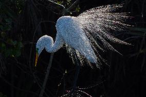 Great Egret