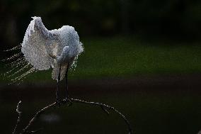 Great Egret