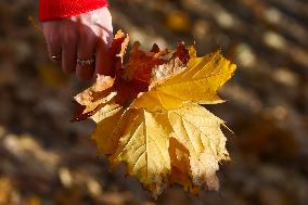 Sunny Autumn In Poland