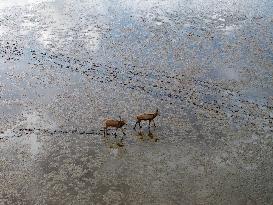 Dongtaitiaozini Wetland Wild Elks