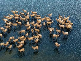 Dongtaitiaozini Wetland Wild Elks