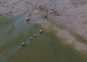 Dongtaitiaozini Wetland Wild Elks