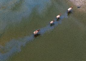 Dongtaitiaozini Wetland Wild Elks