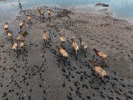 Dongtaitiaozini Wetland Wild Elks