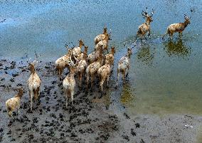 Dongtaitiaozini Wetland Wild Elks