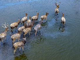 Dongtaitiaozini Wetland Wild Elks