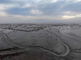 Tidal Tree Landscape