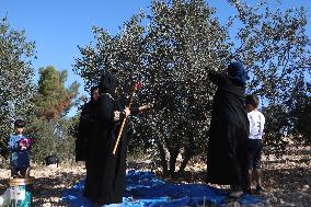 Olive Harvest - Hebron