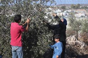 Olive Harvest - Hebron