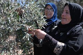 Olive Harvest - Hebron