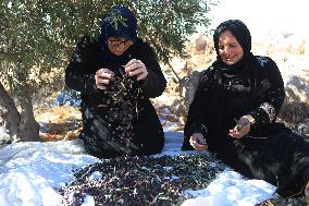 Olive Harvest - Hebron