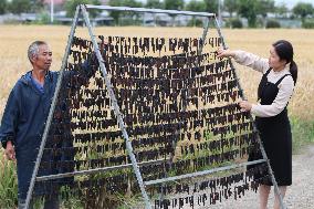 Leeches Harvesting