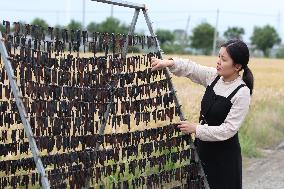 Leeches Harvesting