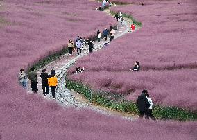 Pink Grass Tour in Handan