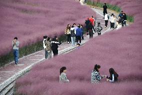 Pink Grass Tour in Handan