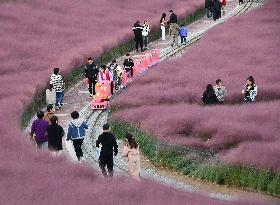 Pink Grass Tour in Handan