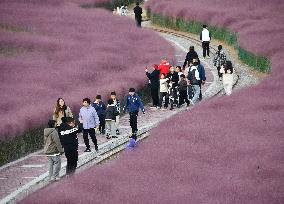 Pink Grass Tour in Handan