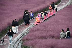 Pink Grass Tour in Handan