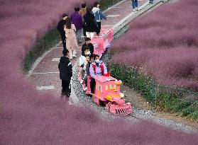 Pink Grass Tour in Handan