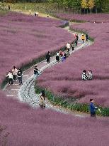 Pink Grass Tour in Handan