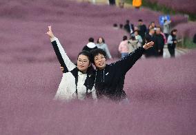 Pink Grass Tour in Handan