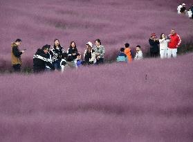 Pink Grass Tour in Handan