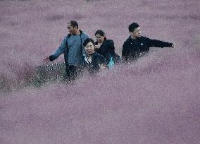 Pink Grass Tour in Handan