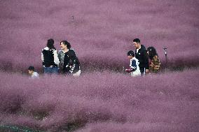 Pink Grass Tour in Handan