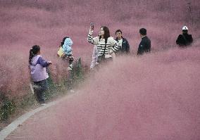 Pink Grass Tour in Handan