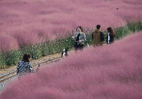 Pink Grass Tour in Handan