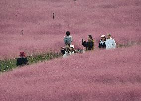 Pink Grass Tour in Handan