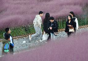 Pink Grass Tour in Handan