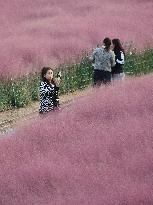 Pink Grass Tour in Handan