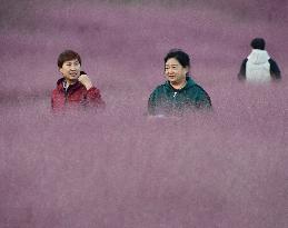 Pink Grass Tour in Handan