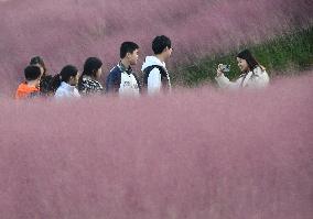 Pink Grass Tour in Handan