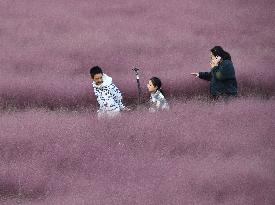 Pink Grass Tour in Handan